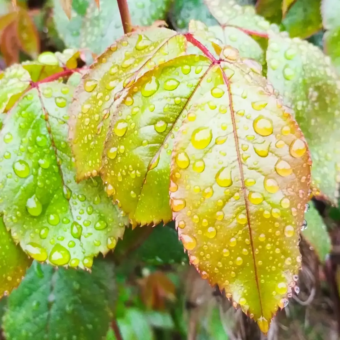 Gdy słucham szmeru kropel